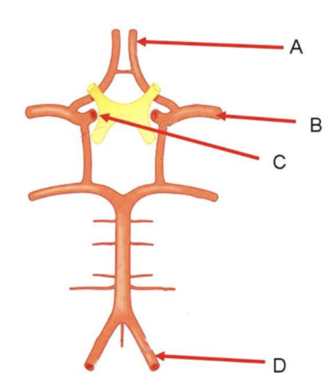 <p><span>Which two structures provide the main blood supply to the brain?</span></p>