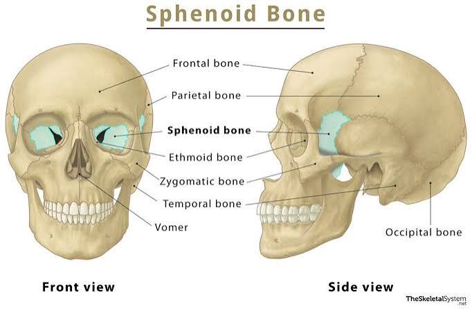<p>Butterfly-shaped bone in the center of the skull.</p>