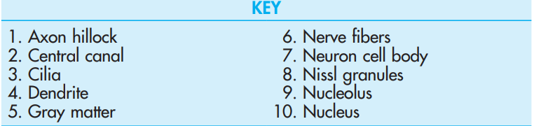 <p><strong>Spinal cord,</strong> multipolar neurons</p>