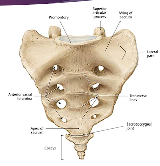 <ul><li><p>Anterior projecting edge of the body of S1</p></li><li><p><span style="color: red;">L. mountain ridge</span></p></li><li><p>Important OB landmark</p></li></ul><p></p>