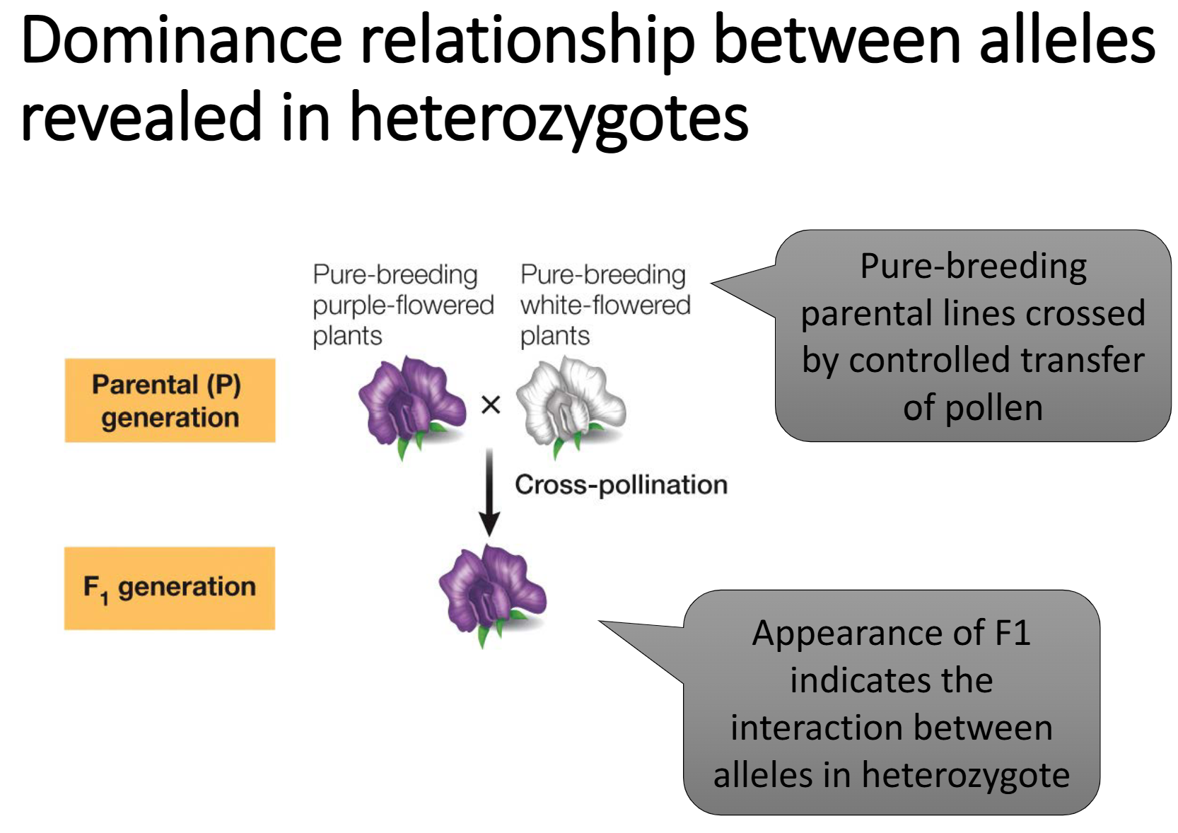 <ul><li><p><span>Complete dominance and complete recessiveness are extremes of a range.</span></p></li><li><p><span>Phenotype: BB=Bb is different from bb</span></p></li><li><p><span><strong>Complete Dominance: </strong>Heterozygotes appear similar to one of the homozygotes; used to define a dominant allele and a recessive allele</span></p><ul><li><p><span>Dominant allele (W) encodes <strong>a functional protein</strong> and the<strong> one<br>allele of the heterozygote</strong> is sufficient to produce the same<br>phenotype as the two functional alleles of the WW homozygote.</span></p></li><li><p><span>White phenotype results from the absence of functional product in<br>ww homozygote</span></p></li></ul></li><li><p><span><strong>Incomplete dominance:</strong> BB, Bb and bb all differ phenotypically; Bb is intermediate between homozygous phenotypes ex. Flower colour (red, white, pink)</span></p></li><li><p><span><strong>Codominance: </strong>BB, Bb and bb all differ phenotypically, but Bb exhibits phenotypes of both homozygotes. ex. Blood type</span></p></li></ul><p></p>
