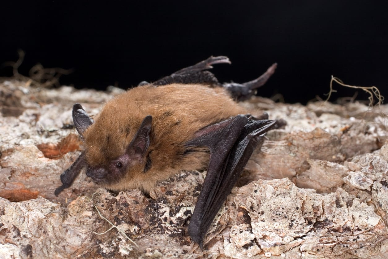 <p>Common name not needed - Up to Family level only</p><p>**Skin in lab</p>