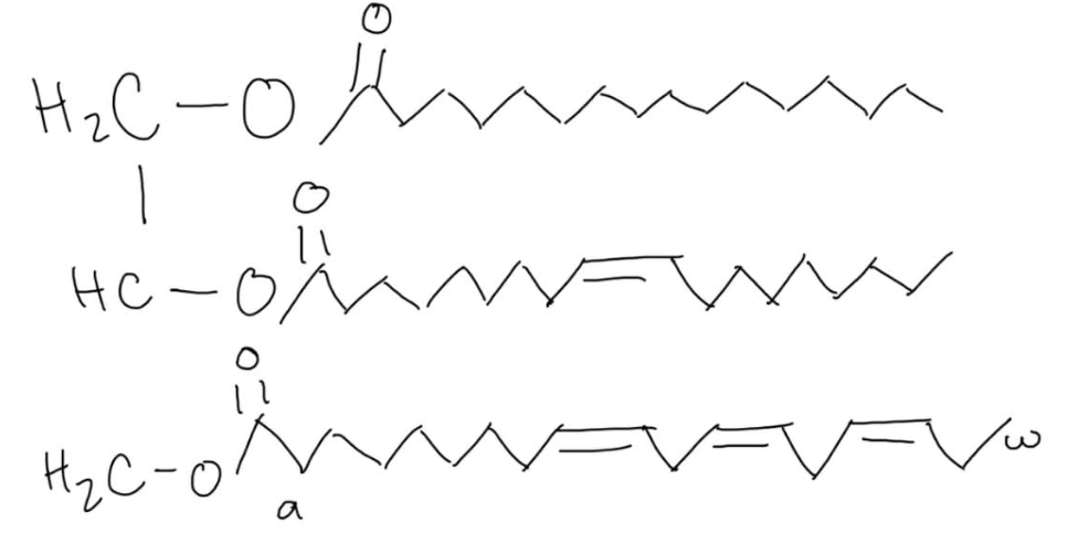 <p>please circle the ester bond in the following triacylglycerol.</p>