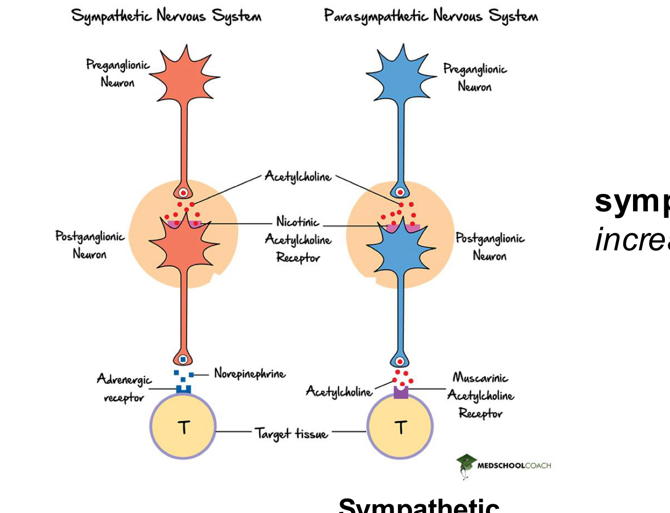 <ul><li><p>increase heart rate </p></li><li><p>bc of beta adrenergic cells and norepinephrine Gs</p></li></ul><p></p>