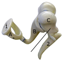 <p>hammer</p><p>hammer; first of the three auditory ossicles of the middle ear</p>