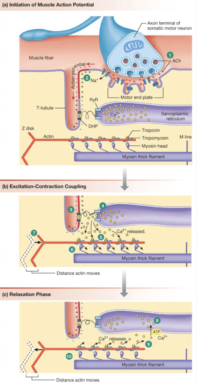 <ul><li><p>ACh is released at NMJ</p></li><li><p>muscle is depolarized bc ACh opens channels; AP is generated</p></li><li><p>AP travels through T-tubules</p></li><li><p>V-gated channels (DHP) linked to Ca<sup>2+</sup> release channels</p></li><li><p>ryanodin receptors on SR increase [Ca<sup>2+</sup>]</p></li></ul><p></p>