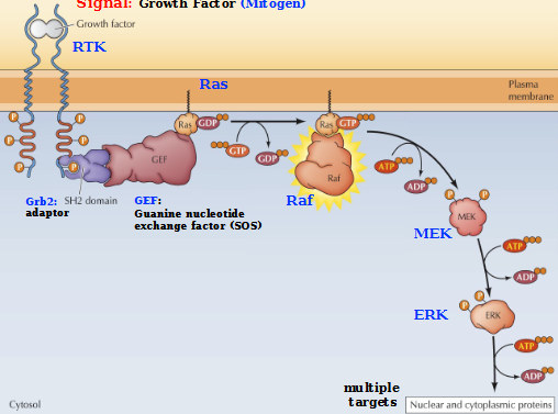 <ol><li><p>Activation of RAS (small GTP-binding proteins)</p></li><li><p>RAS converts to the active state (GTP-bound) via guanine nucleotide exchange factors (GEFs)</p></li><li><p>Active RAS complex activates RAF protein kinase, which phosphorylates and activates MAK that activates ERK, a MAP kinase</p></li><li><p>ERK phosphorylates a variety of nuclear and cytoplasmic protein targets. (Leads to a response: proliferation, differentiation, cell survival)</p></li></ol><p></p>