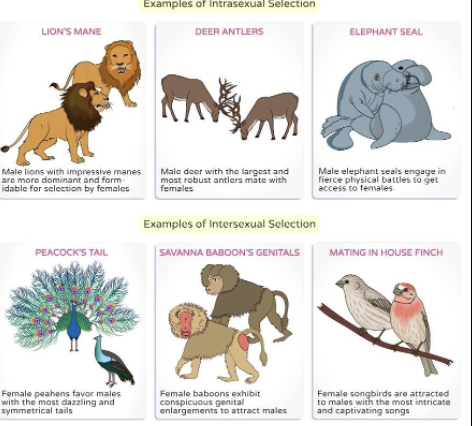 <ul><li><p>Only in species with sexual reproduction and 2 or more sexes.</p></li><li><p>Individuals of one sex mate preferentially with particular individuals of the other sex(es):</p><ul><li><p>Intersexual selection- Based on desirable traits</p><ul><li><p>Individuals of one sex prefer to mate with individuals of another sex that show certain phenotypes</p></li></ul></li><li><p>Intrasexual selection- Based on competition</p><ul><li><p>Individuals of one sex compete among each other to access mates</p></li><li><p>Interaction between sexes</p></li></ul></li></ul></li></ul><p></p>
