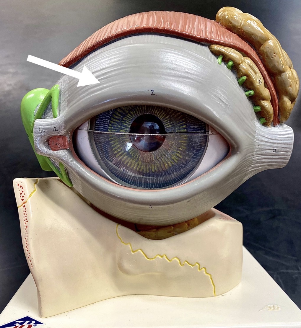 <p><span>name the GRAY structure at the end of the arrow's point</span></p>