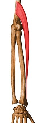 <p>forearm</p>