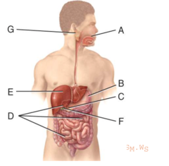 <p>E</p>