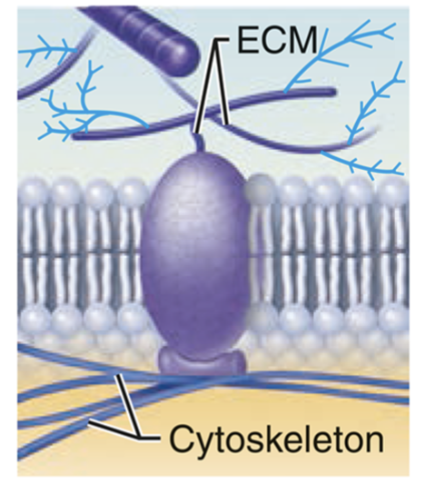 <ul><li><p>some membrane proteins anchor elements of the cytoskeleton (cell’s internal framework) and the extracellular matrix (fibers and other substances outside the cell) </p></li><li><p>helps maintain cell shape, fixes the location of certain membrane proteins, and plays a role in cell movement </p></li></ul><p></p>