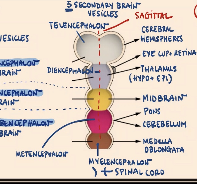 <ol><li><p>telencephalon: cerebral hemispheres</p></li><li><p>diencephalon: eye cap, retina</p></li><li><p>mesencephalon: midbrain</p></li><li><p>metencephalon: pons, cerebellum</p></li><li><p>myencephelon: medulla oblongata</p></li></ol><p></p>
