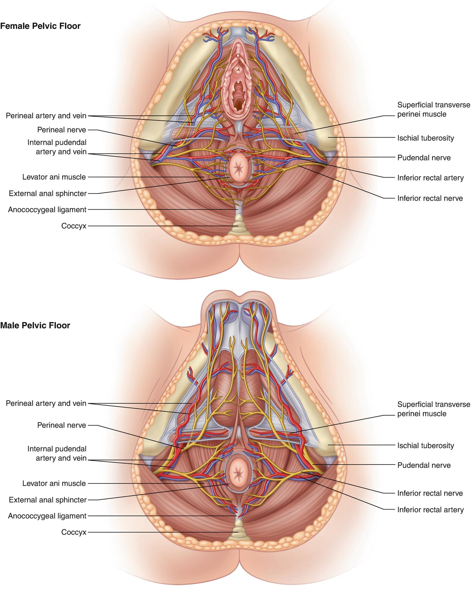 <ul><li><p>a short tube of skeletal muscle surrounding the inferior portion of the anal canal</p></li><li><p>largely under voluntary control by the somatic nervous system</p></li></ul><p></p><p>origin → skin/fascia surrounding anal canal/anus</p><p>insertion → perineal body, anococcygeal ligament (encircles anus)</p><p>action → constricts anal canal, supports pelvic floor</p><p>innervation → inferior anal/rectal branch of pudendal nerve (S2-S4)</p><p>→ mnemonic: S2, S3, S4 keep the shit off the floor</p><p>blood supply → inferior rectal arteries</p>
