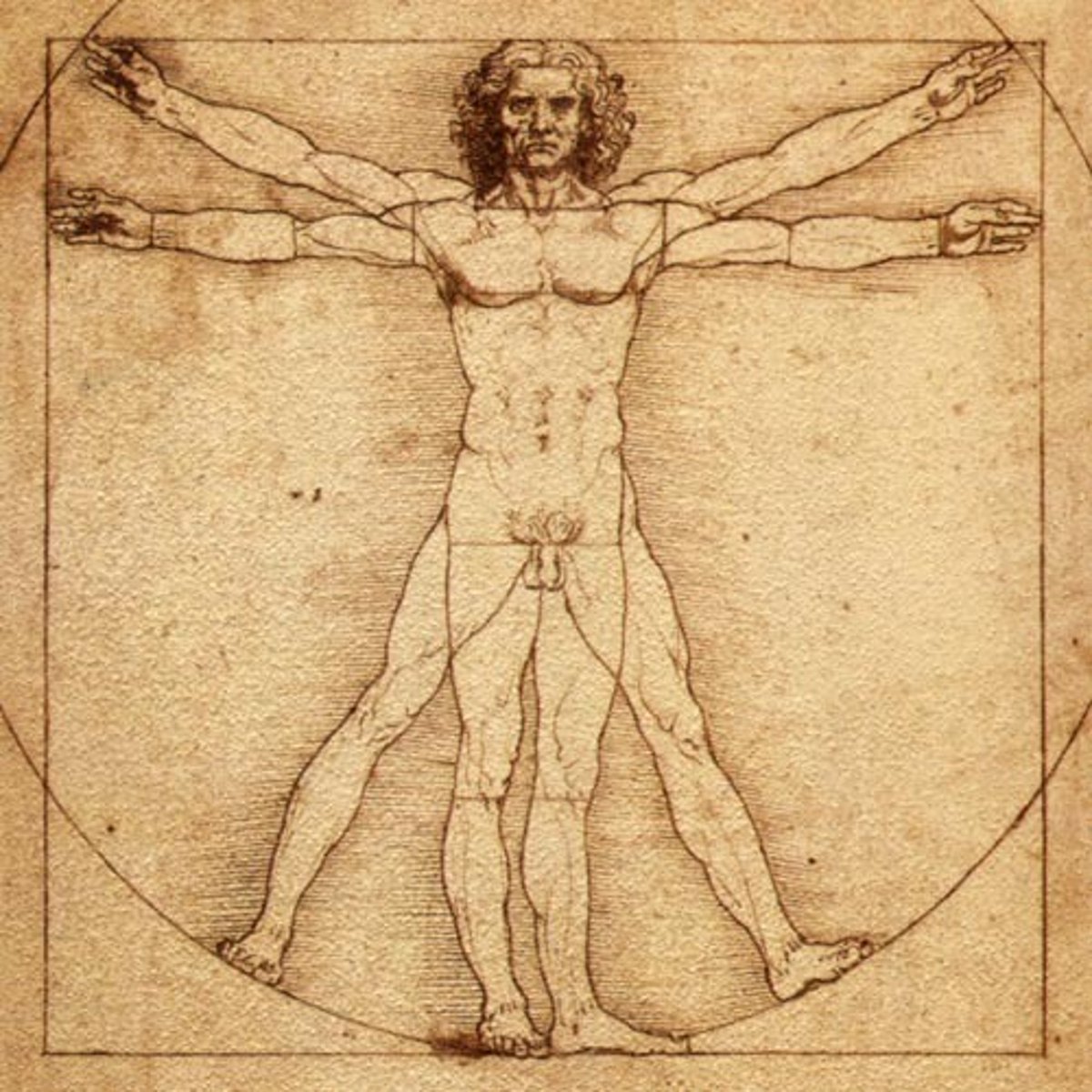 <p>humano</p>