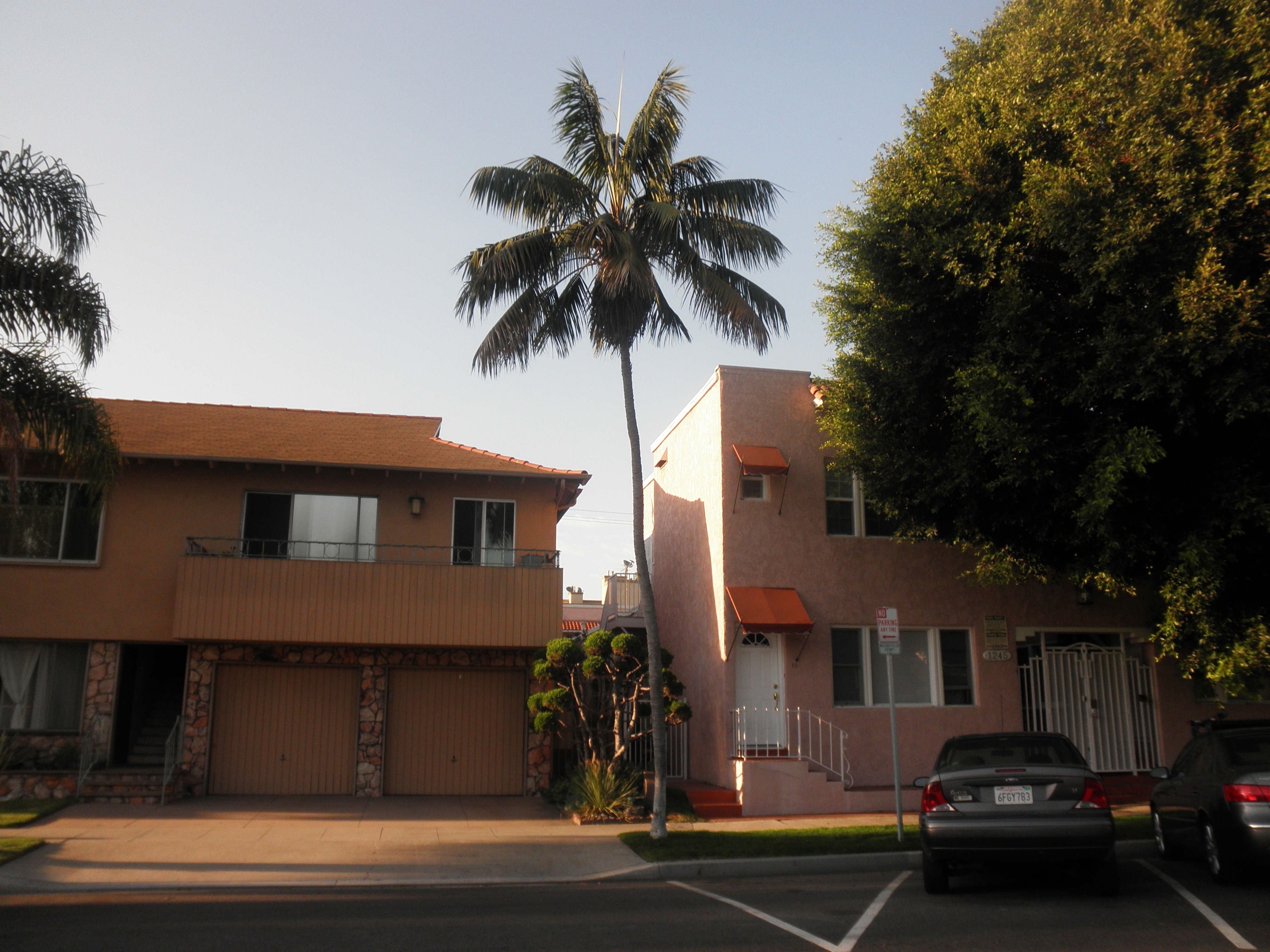 <p>Howea forsteriana - Kentia Palm</p>