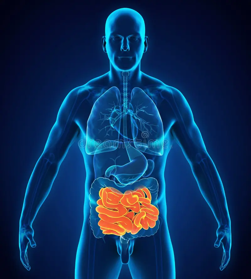 <p>The part of the digestive system where most digestion occurs.</p>
