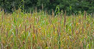 <p>Pearl Millet</p>