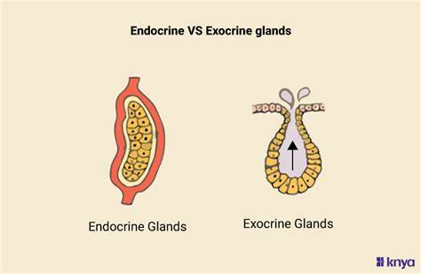 <p>exocrine glands </p>