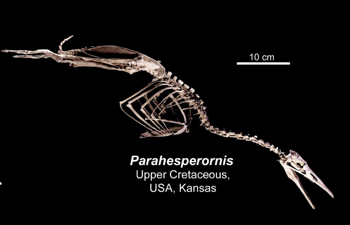 <p>Preavians - Parahesperornis </p><ul><li><p>Upper CRETACEOUS </p></li><li><p>USA (kansas)  </p></li></ul><p></p>
