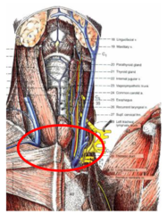 <p>-esophagus</p><p>-trachea</p><p>-external jugular vv.</p><p>-common carotid artery</p><p>-vagosympathetic trunks</p><p>-recurrent laryngeal nn. </p><p>-roots of the phrenic nn.</p>