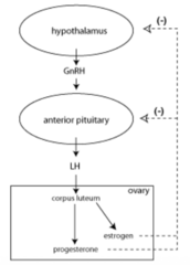 <p>Blocks hypothalamic production of GnRH and suppress pituitary production/secretion of FSH and LH to inhibit follicular development and prevent ovulation, respectively.</p>