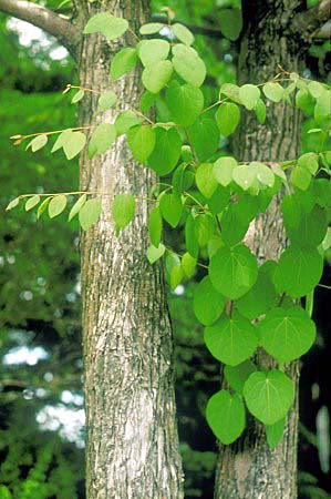 <p>Cercidiphyllum japonicum</p>