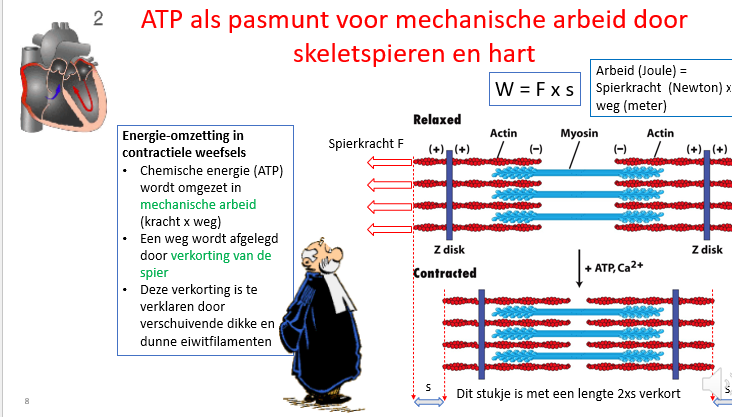 <p>W = F x s</p><p>arbeid (J) = spierkracht (Newton) x weg (meter)</p><p></p><p>weg = inkorten van de spier</p><p>→ in elkaar schuiven dikke en dunne eiwitfilamenten</p>
