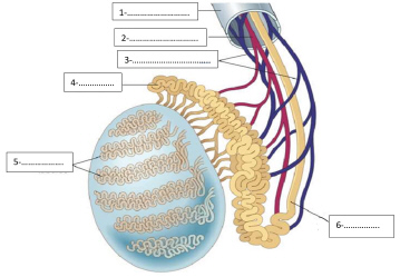 <p>4 (1-6) (Testicules)</p>
