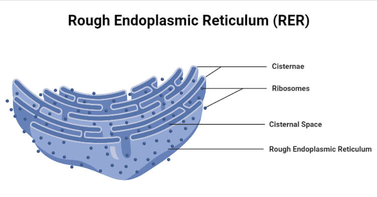 <p>Describe the rough endoplasmic reticulum?</p>