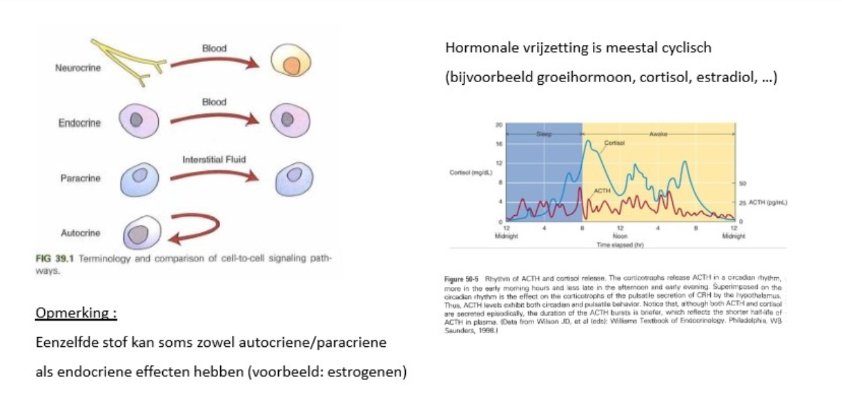 <ul><li><p>neurocrien<br>= cel die hormoon produceert is een zenuwcel</p></li><li><p>autocrien<br>= via bloedbaan</p></li><li><p>paracrien<br>= tussen cellen</p></li><li><p>autocrien<br>= vrijgesteld door cel &amp; effect op zichzelf</p></li></ul><p>→ MAAR: veel hormonen bij meerdere horend:</p><ul><li><p>bv. oestrogeen → zowel lokale effecten (autocrien - paracrien), maar ook in bloed &amp; via bloed naar andere cellen (endocrien)</p></li></ul><p></p><ul><li><p>vrijstelling van hormonen → cyclisch</p><ul><li><p>bv. cortisol</p><ul><li><p>piekt ‘s ochtends (want is een stresshormoon dus lichaam bereidt ons voor)</p></li></ul></li><li><p>afhankelijk van hormoon is cyclus langer</p></li><li><p>praktische implicaties: bv. binnen klinische studie bepaald tijdstip hanteren, want anders mogelijk verkeerde resultaten door cyclisch proces</p></li></ul></li></ul><p></p>