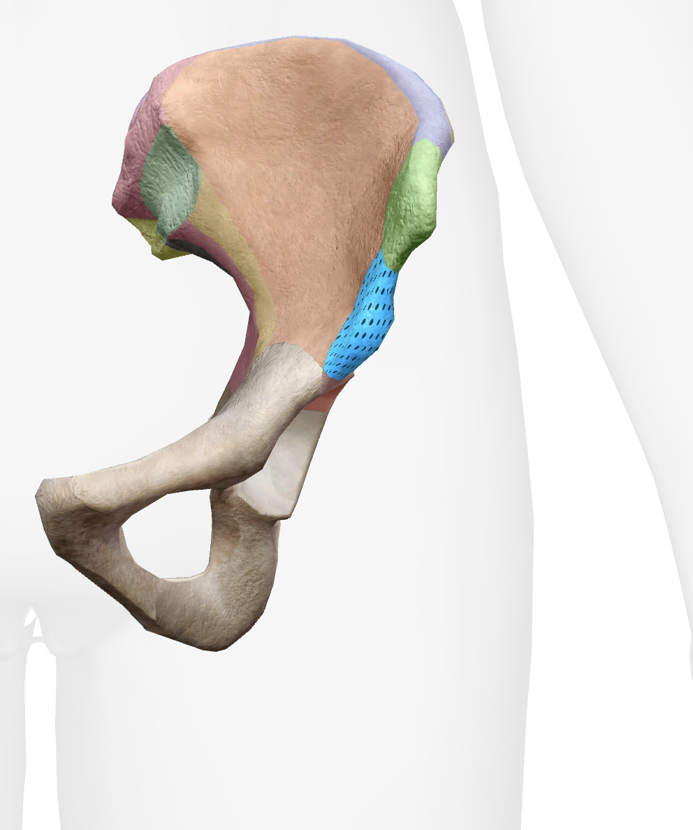 <p>What is this part of the ilium</p>