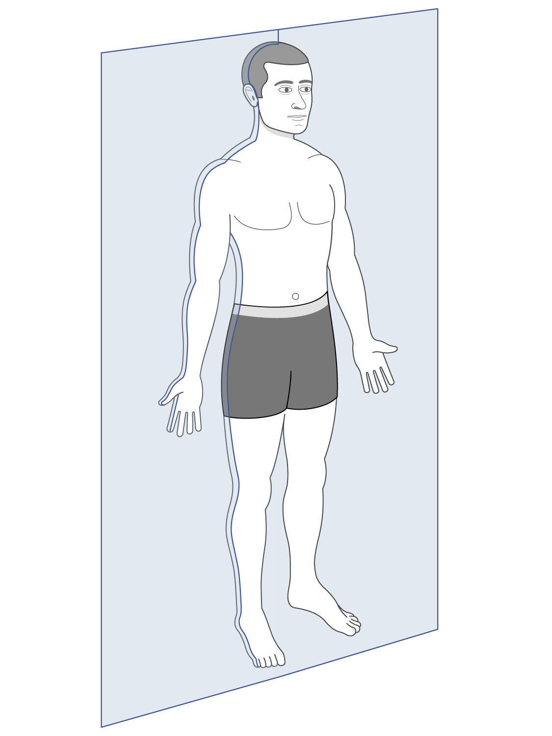 <p>divides the body into a front and back section</p>