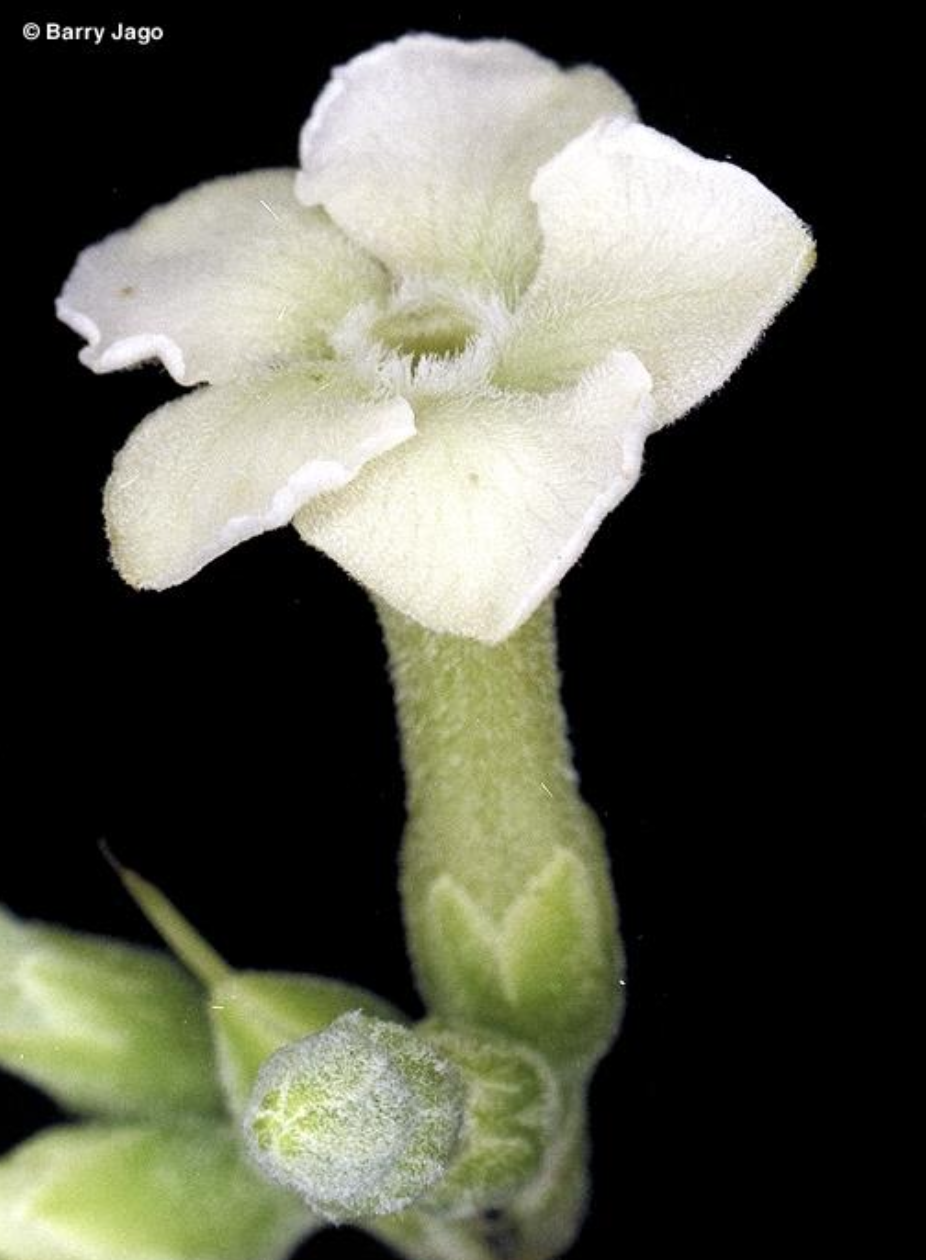 <p>What kind of symmetry</p><p class="p1">does this flower have?</p>