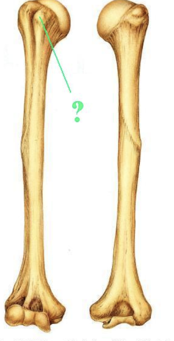 <p><span>Identify the indicated bone marking (projection).</span></p>