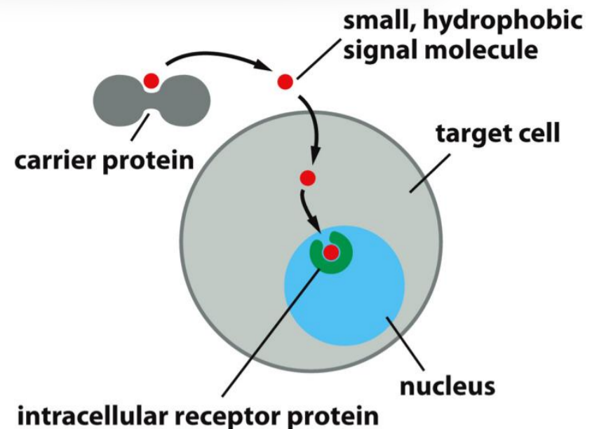 <p>Transported through the blood to target cells with specific receptors</p>