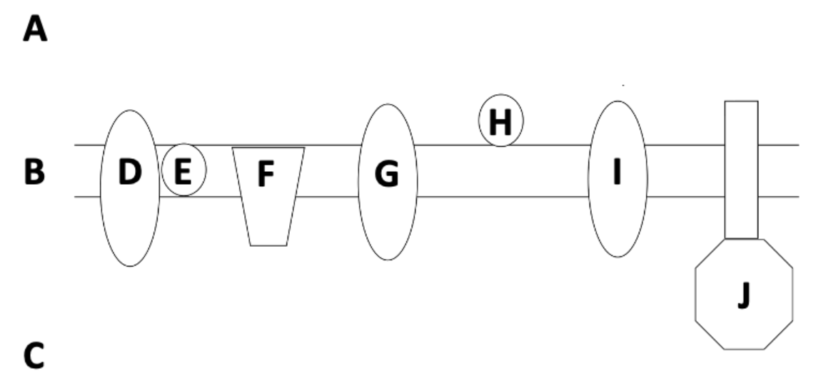 <p>Which of the following is the correct path that a pair of electrons would take from FADH2 through the electron transport chain to O2?</p><p>a) FADH2→D → E → F → G → H → I → J → O2 </p><p>b) FADH2→D → E → G → H → I → J → O2 </p><p>c) FADH2→D → E → G → H → I →O2 </p><p>d) FADH2→F → E → G → H → I → J → O2</p><p>e) FADH2 →F → E → G → H → I → O2 </p>