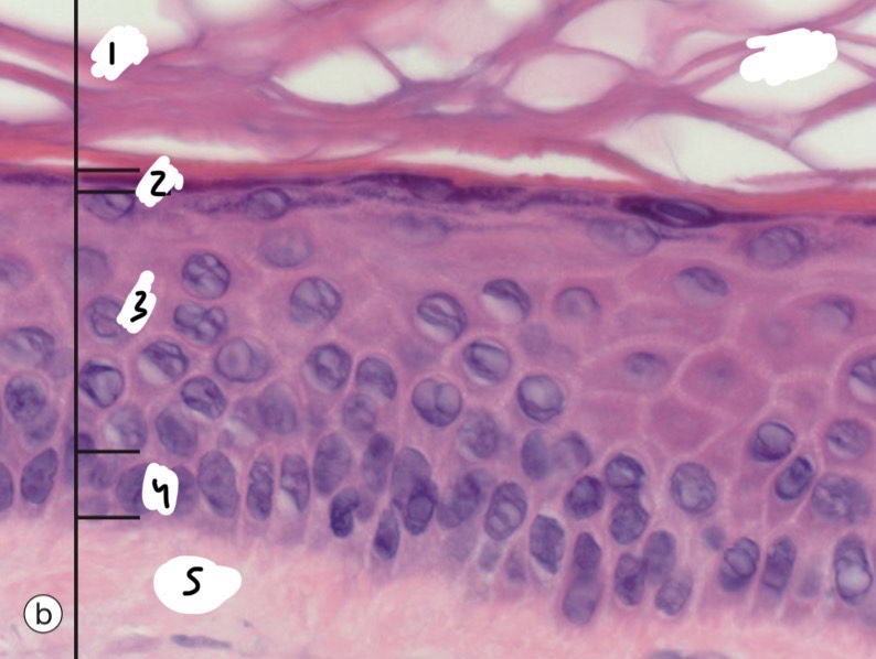<p>Identify the layers?</p>