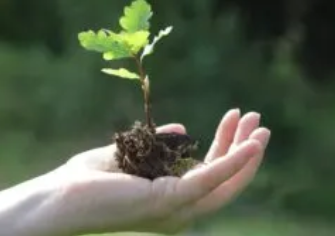 <p>A action that you do when you care the envrioment and when you want give life for the plants,trees,bushes,or flowers</p>