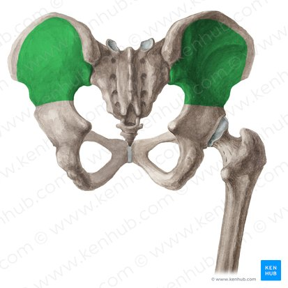 <p>What muscle that moves the thigh? (Posterior / Lateral Hip)</p>