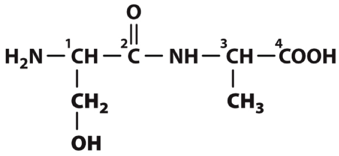 <p>The structural formula below is of two amino acids joined together to form a dipeptide. The carbons in backbone of this dipeptide are numbered 1 through 4.  Which of the carbons is attached to a hydrophilic R group?</p>