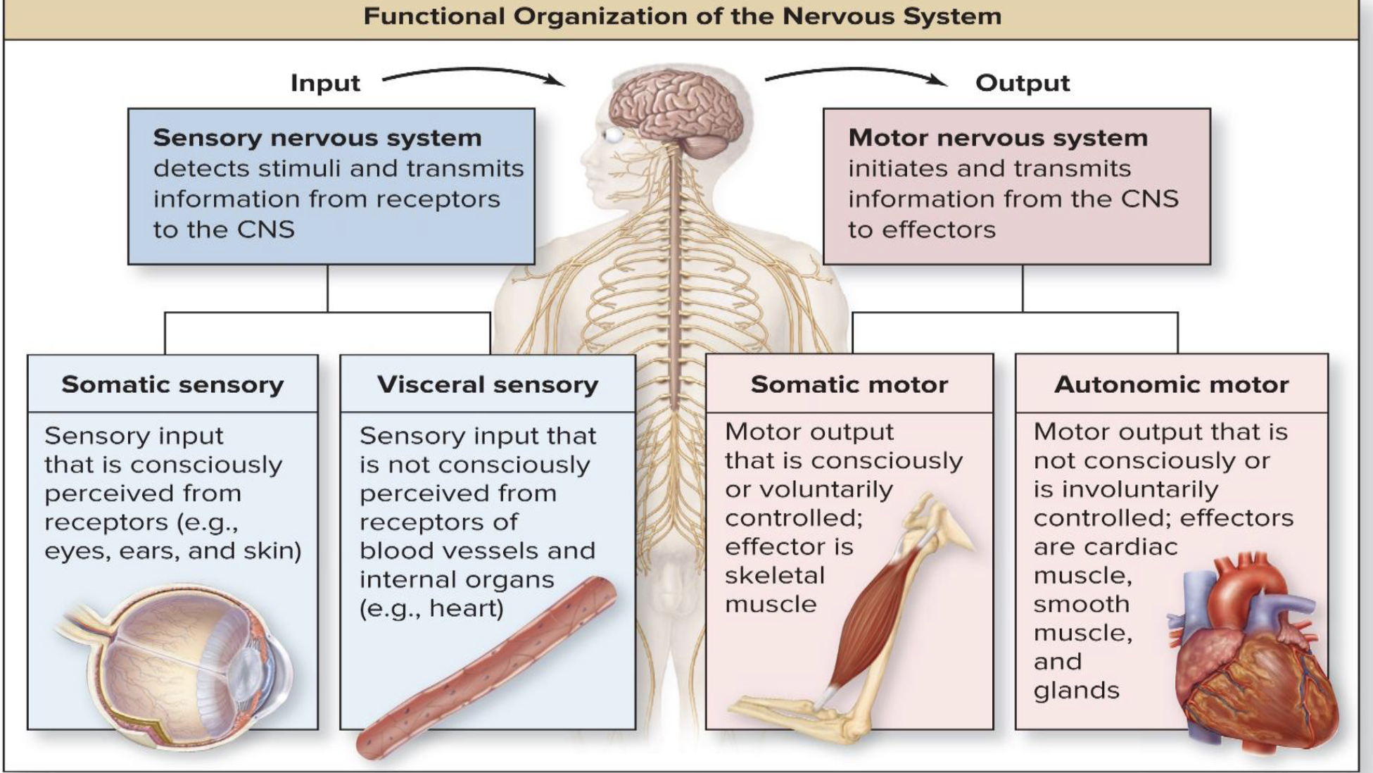 <ul><li><p>What does the autonomic motor system control?</p></li><li><p>Is autonomic motor control voluntary or involuntary?</p></li></ul><p></p>