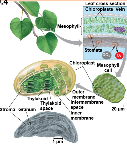 <ul><li><p><span style="background-color: transparent;">Leaves are the major locations of photosynthesis</span></p></li><li><p><span style="background-color: transparent;">Chloroplasts are found mainly in cells of the mesophyll, the interior tissue of the leaf</span></p></li><li><p><span style="background-color: transparent;">Each mesophyll cell contains 30–40 chloroplasts</span></p></li><li><p><span style="background-color: transparent;">CO<sub>2</sub> enters and O<sub>2</sub> exits the leaf through microscopic pores called <strong>Stomata</strong></span></p></li><li><p><span style="background-color: transparent;">A chloroplast has an envelope of two membranes surrounding a dense fluid called the <strong>Stroma</strong></span></p></li><li><p><span style="background-color: transparent;"><strong>Thylakoids </strong>are connected sacs in the chloroplast which compose a third membrane system</span></p></li><li><p><span style="background-color: transparent;">Thylakoids may be stacked in columns called <strong>Grana</strong></span></p></li><li><p><span style="background-color: transparent;"><strong>Chlorophyll</strong>, the pigment which gives leaves their green colour, resides in the thylakoid membranes</span></p></li></ul><p></p>