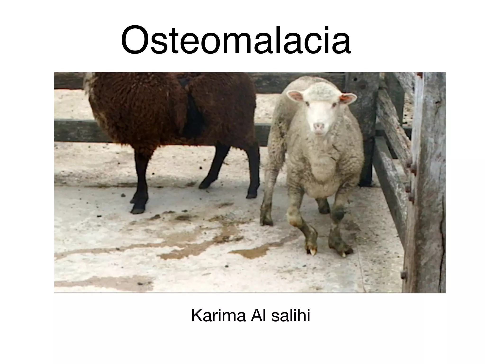<p>OSTEOMALACIA</p>