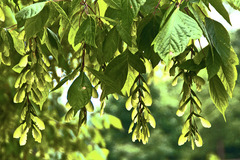 <p>lớp phủ mờ (Example: I prefer a matte finish. - Tôi thích lớp phủ mờ.)</p>