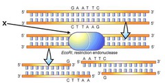 <p>DNA-cutting enzymes found in bacteria</p>