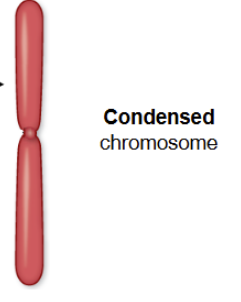 <p>long strand of DNA</p>