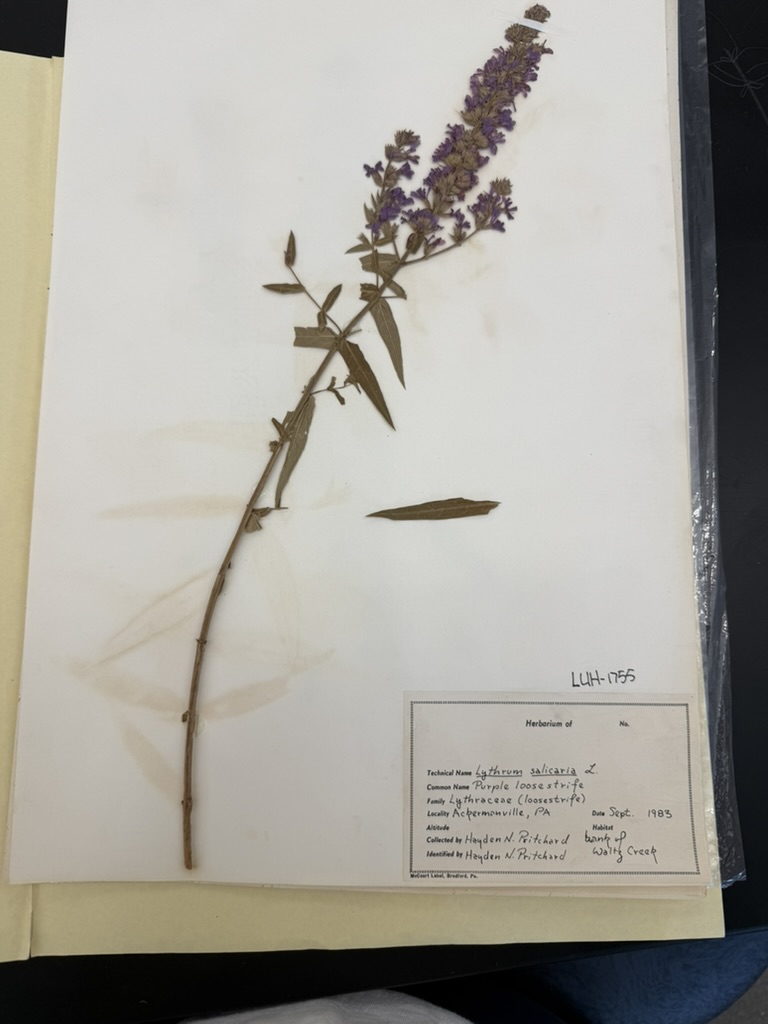 <p>Purple loosestrife</p>