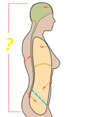 <p>back</p>