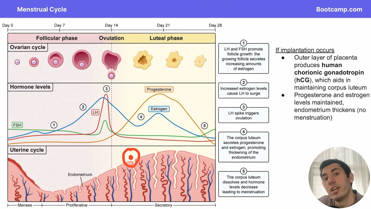 <p>the embryo implants into the endometrium and the corpus luteum is maintiened by HcG, maintaining progesterone and estrogen levels </p>